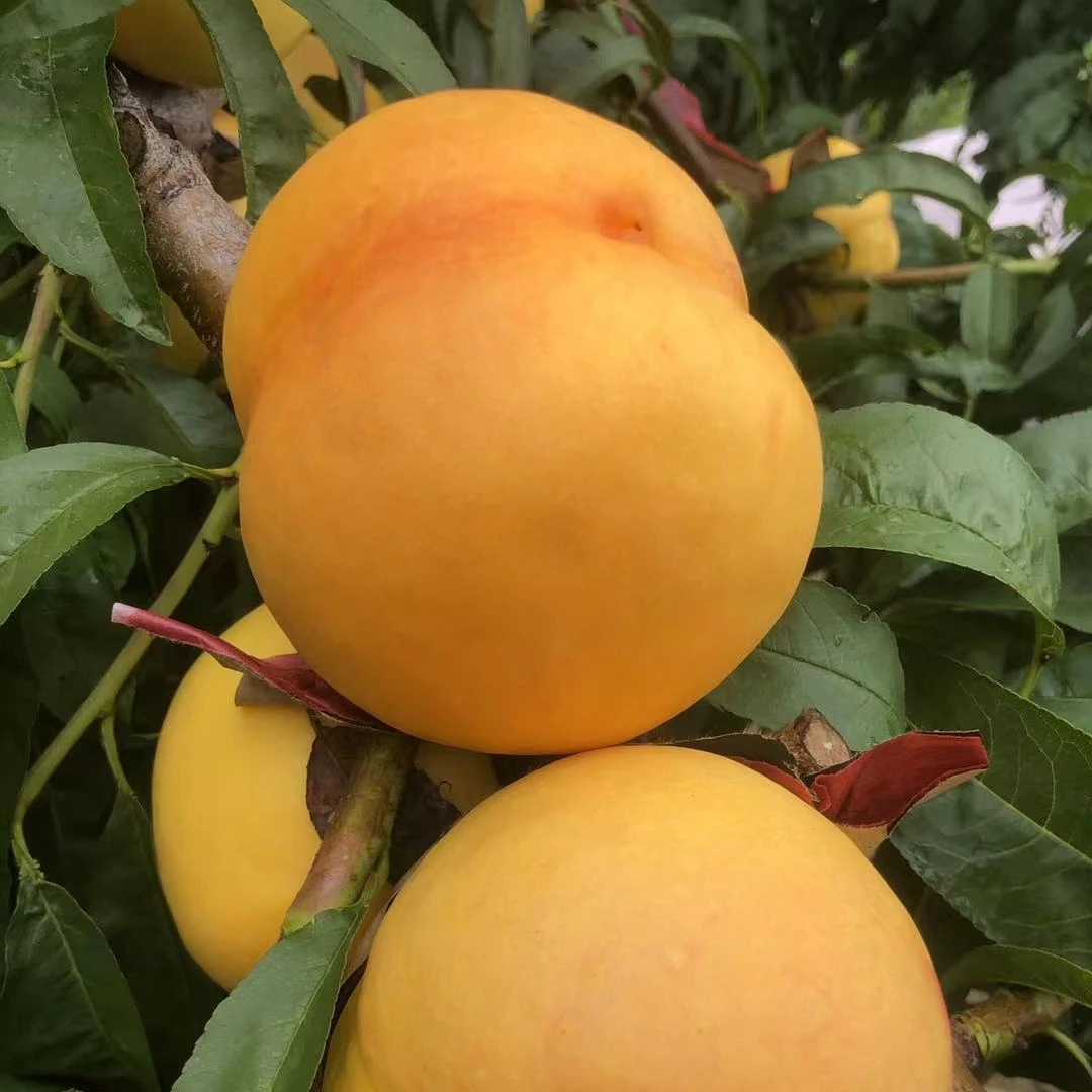 中油八号桃树苗（果个大）