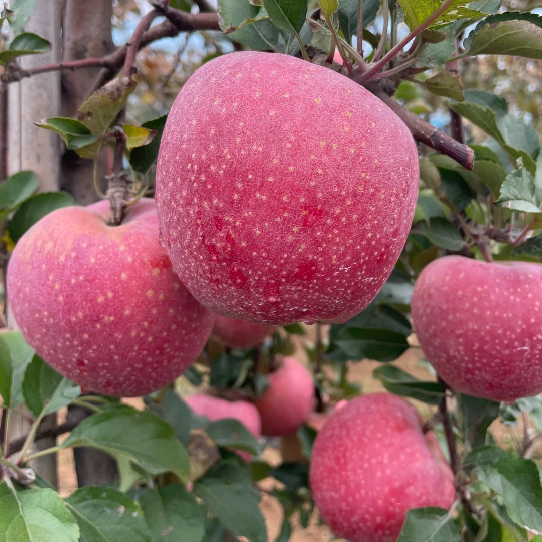 千雪苹果苗新品种