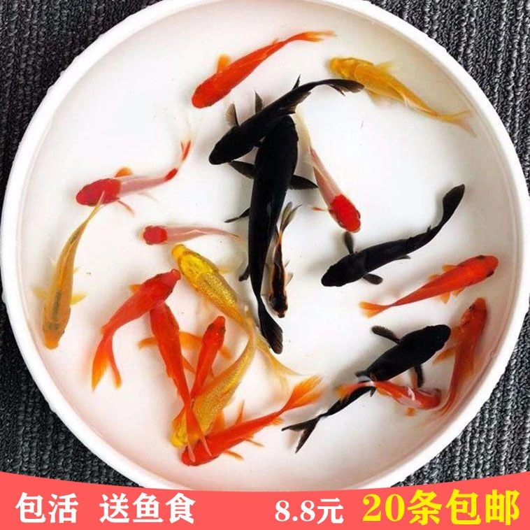 观赏鱼不用加温草金金鱼冷水易养宠物风水小红草锦鲤活体鱼苗包邮