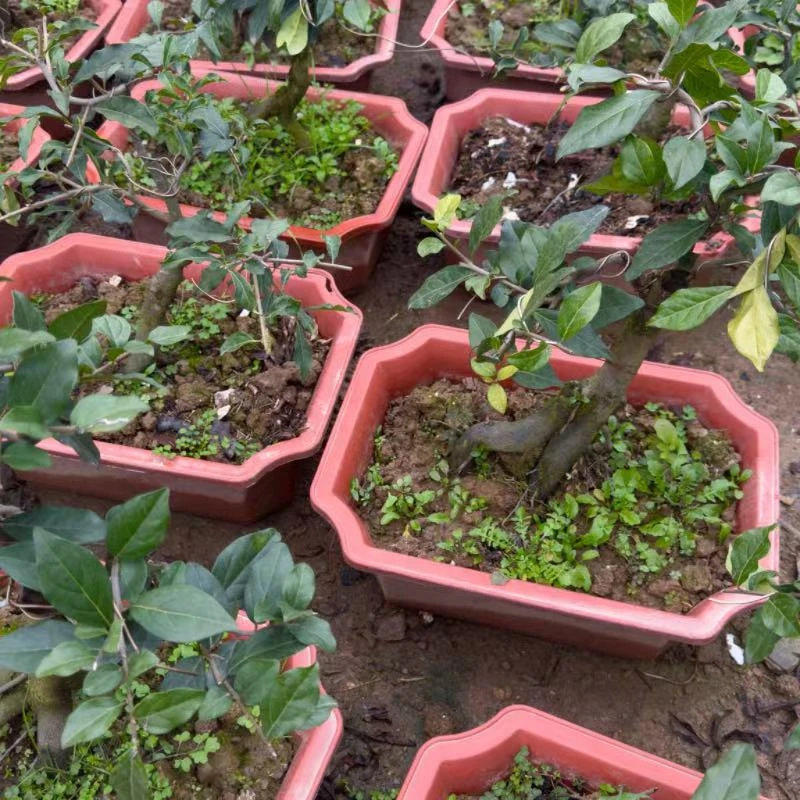 金弹子美观植物嫁接品种原生小桩批发零售