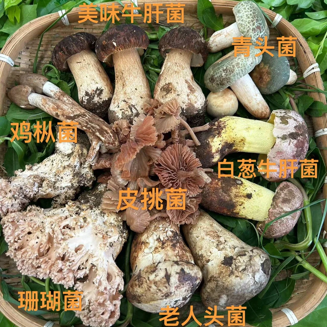 云南新鲜野生菌组合野生菌搭配杂菌牛肝菌鸡枞菌青头菌火锅煲汤