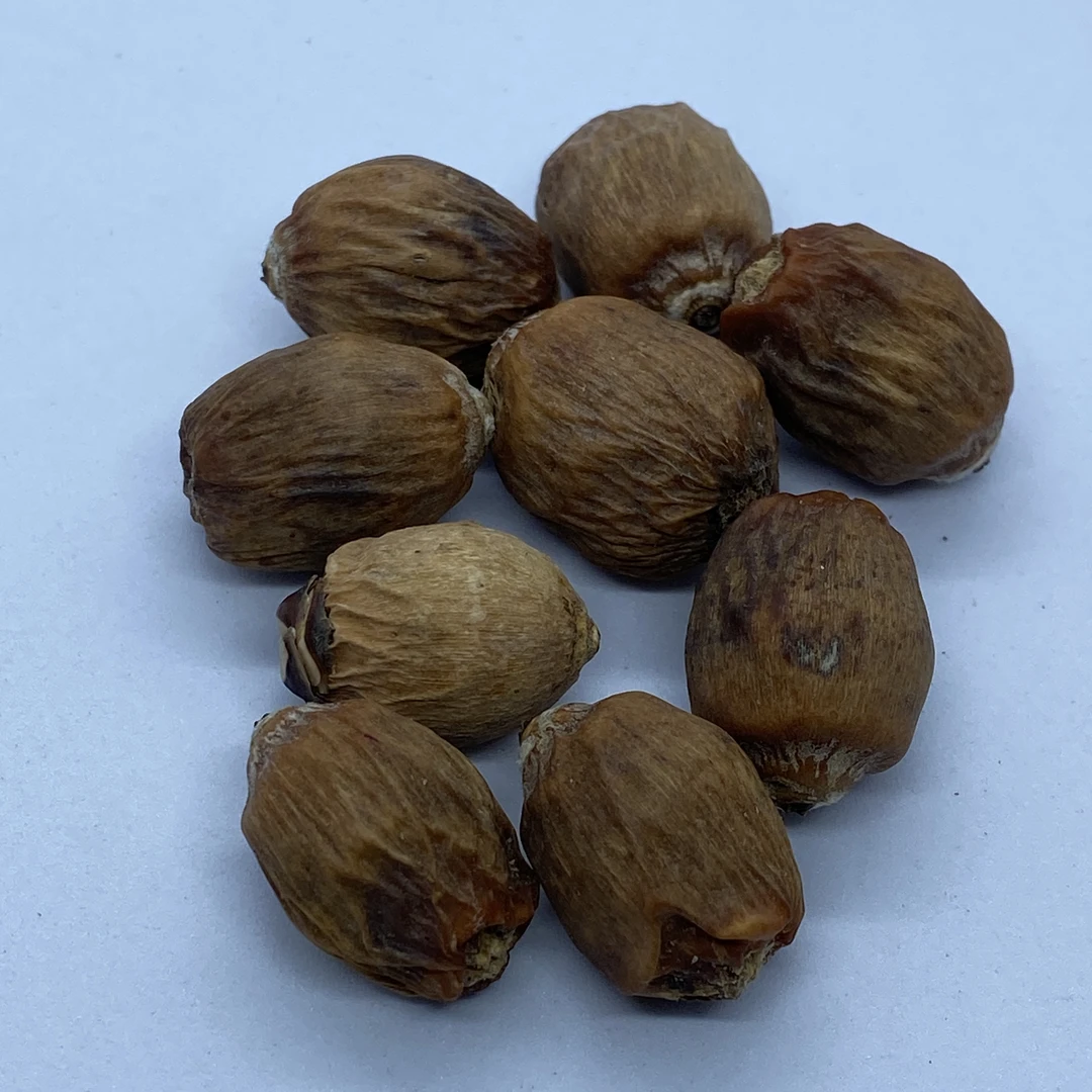 天然紫金鼠原籽 2颗<配送砂纸>