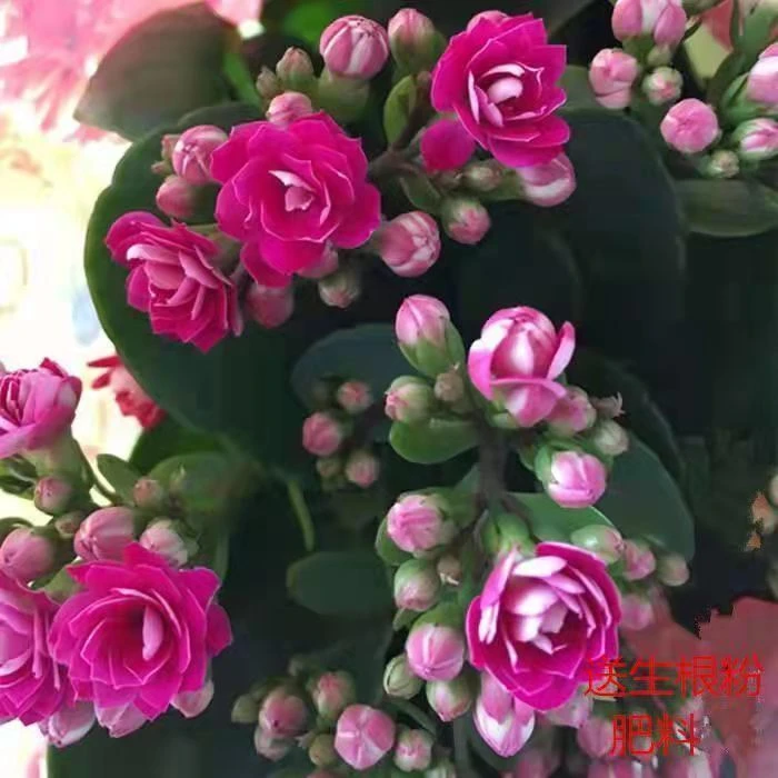 【魅影】长寿花盆栽花卉重瓣植物室内绿植带花苞发货紫色