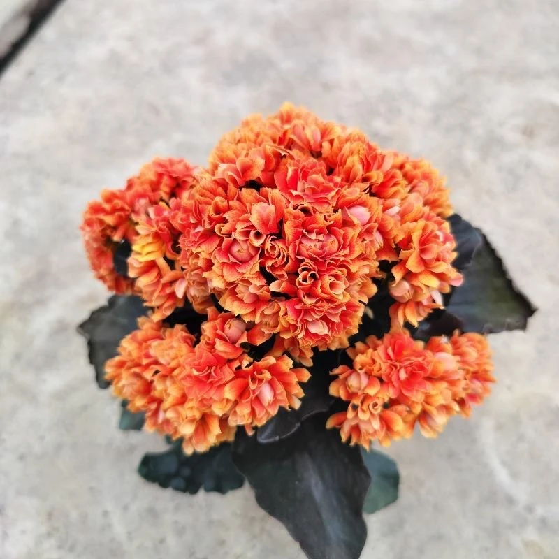 【石榴花神】长寿花盆栽花卉重瓣大花植物室内绿植带花苞发货