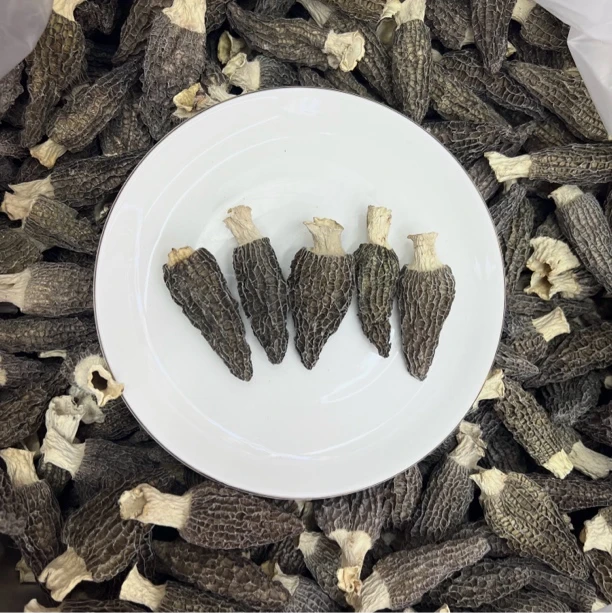 【周百润】 黑身密纹剪柄羊肚菌 鱼胶搭档