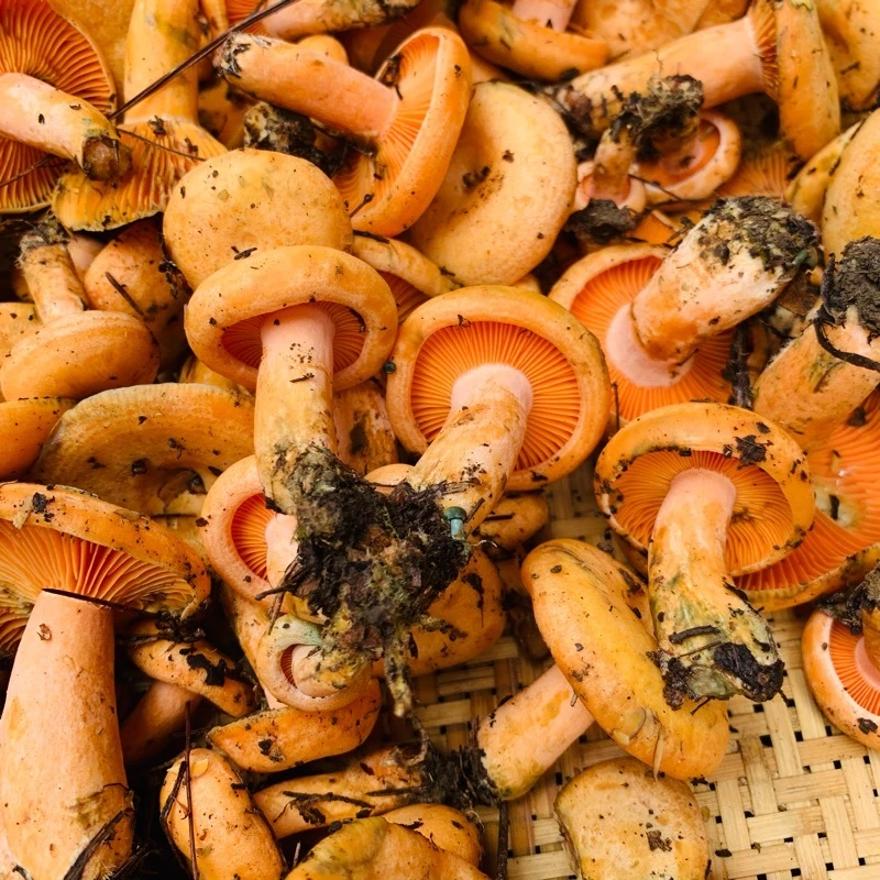 湖南崀山红枞菌1斤