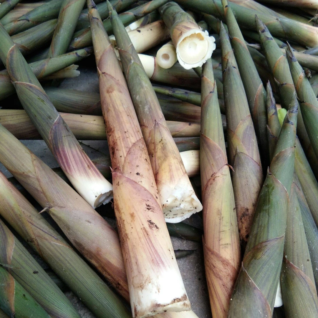 【顺丰包邮】湖南崀山鲜脆带壳小竹笋3斤 5斤  10斤（带壳）