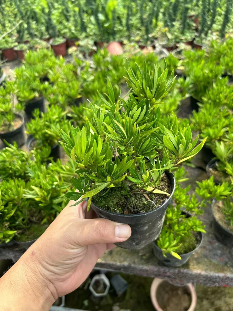 名贵栀子花青嘴小盆景