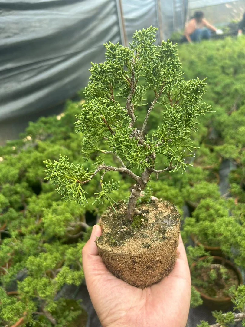 原生济州真柏小老桩