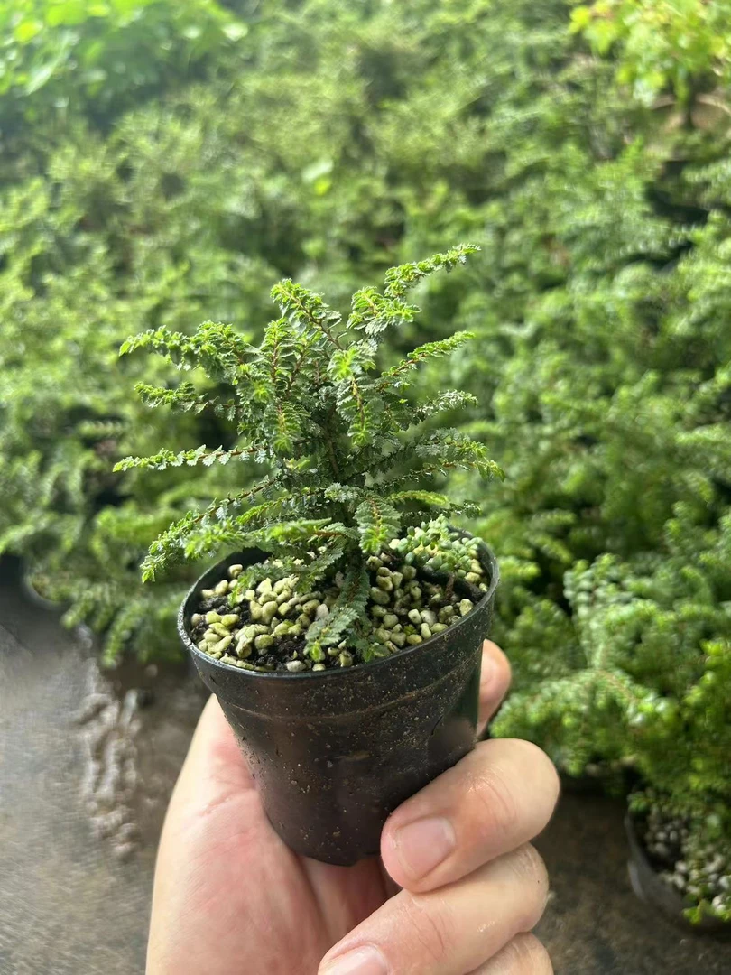 原生日本芝麻榆小盆景