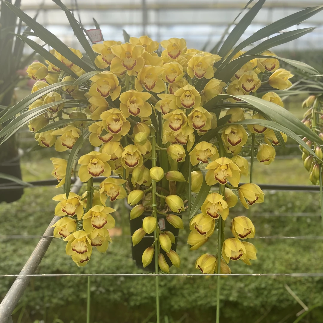 大花惠兰【黄金岁月】黄色落地款室内兰花开花花期4个月基地发货