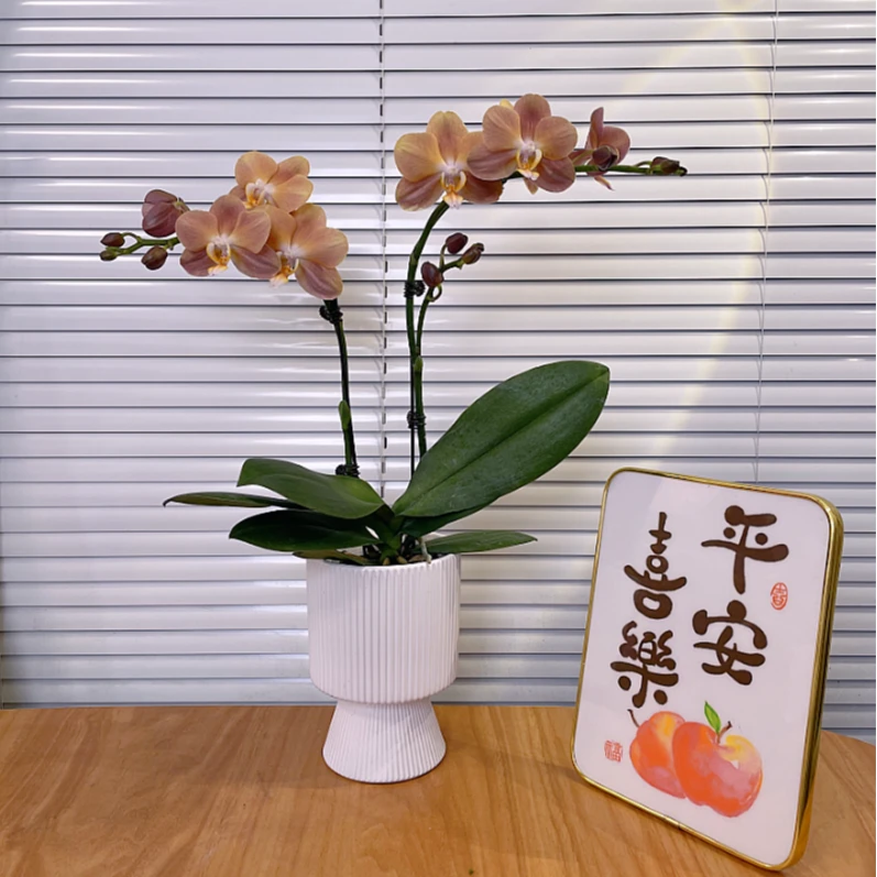 欧品【摩纳哥-蝴蝶兰】高端鲜花 易养花期长 送礼 家居摆件