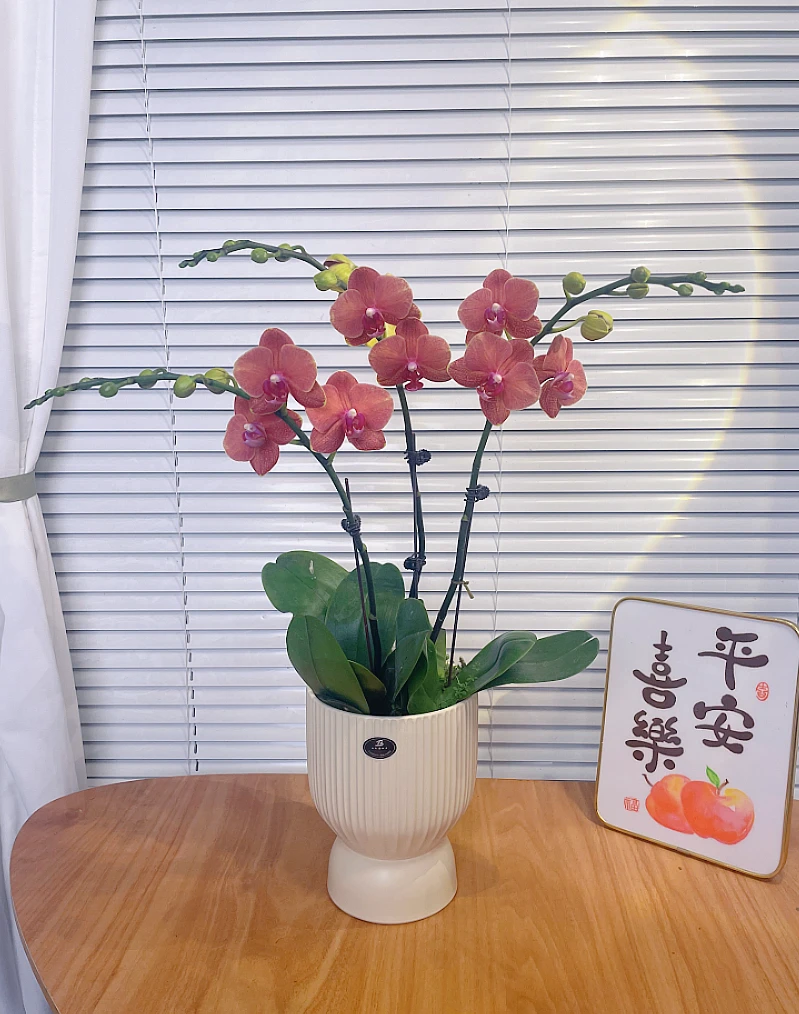 【金桔】蝴蝶兰鲜花 花期长易养 绿植 送礼 家居摆件