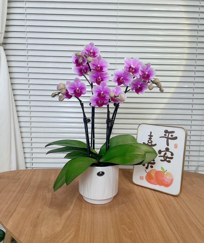 【粉公主-蝴蝶兰】高端鲜花 绿植 送礼 家居摆件 基地直发