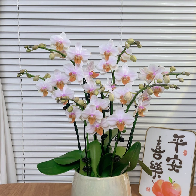 【豆蔻佳人-蝴蝶兰】高端鲜花 绿植 送礼 家居摆件 基地直发