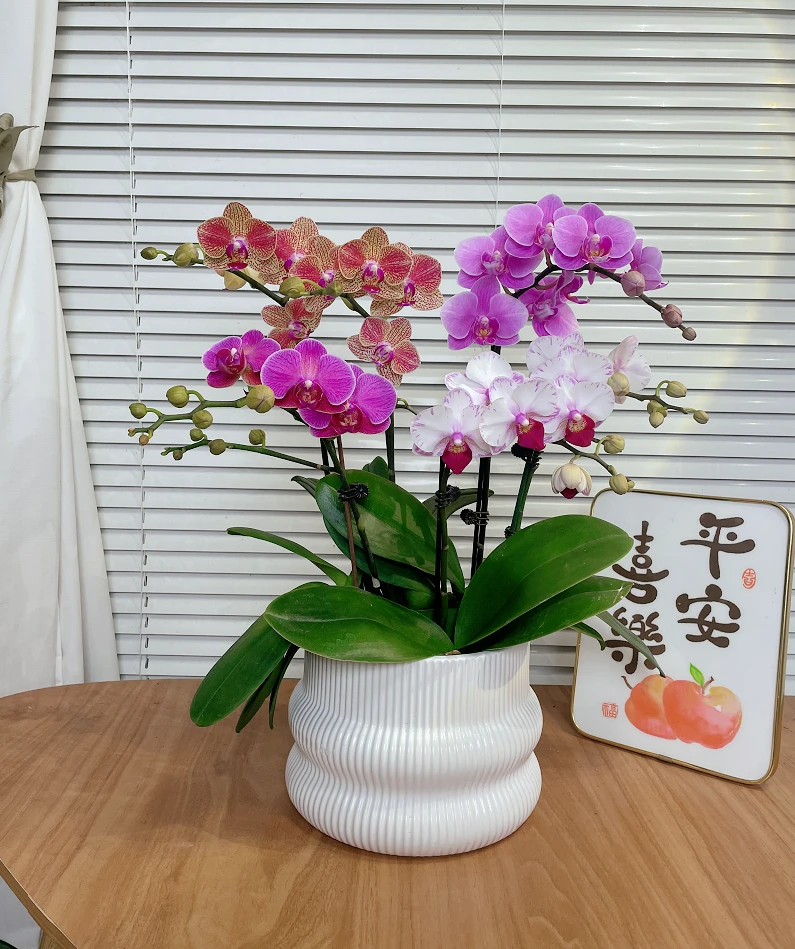 【全家福-蝴蝶兰】高端鲜花 定制款 易养花期长 送礼 家居摆件