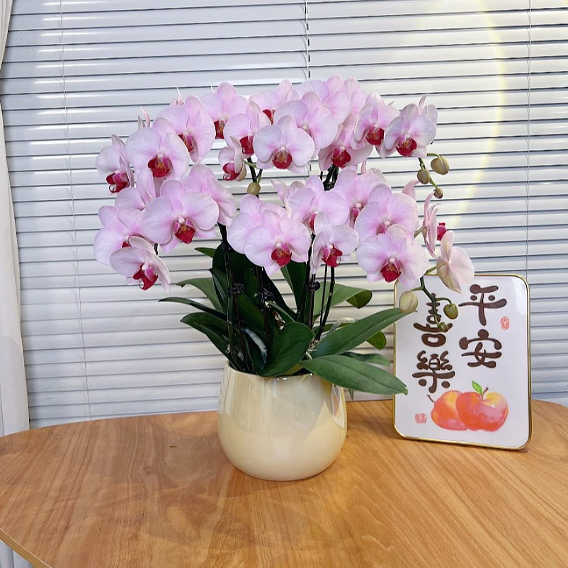 【杭州美女-蝴蝶兰】高端鲜花 桌面款 易养花期长 送礼 家居摆件