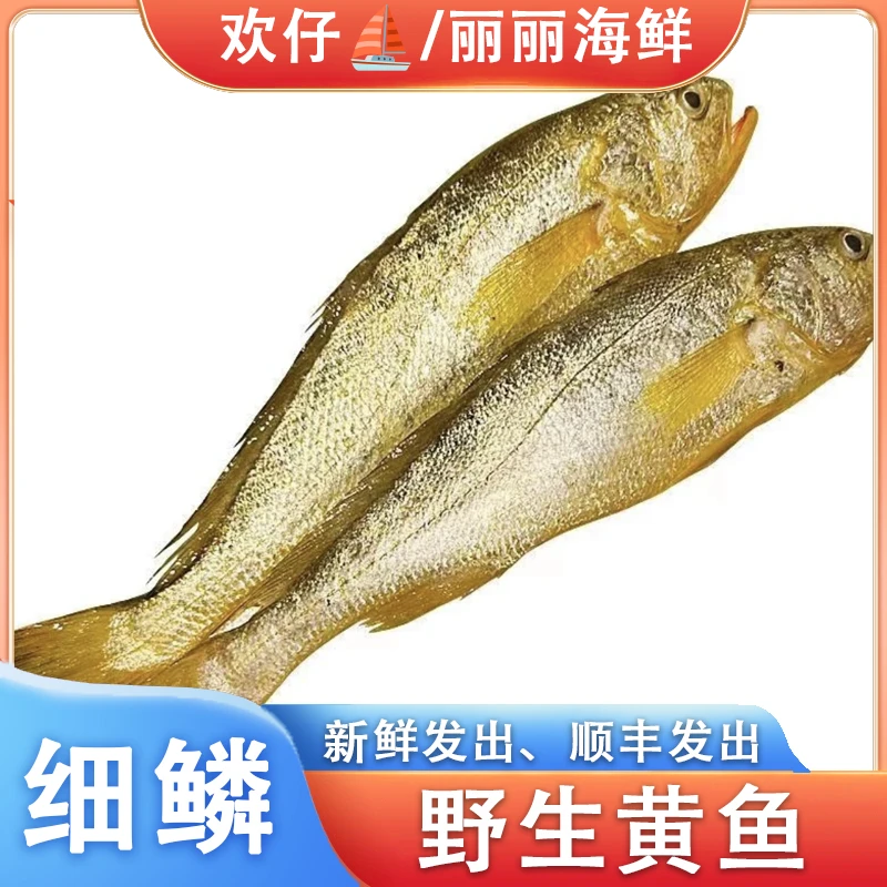 【欢仔直播专属】舟山野生大黄鱼 冰鲜发货 海捕 海钓  现称现拍