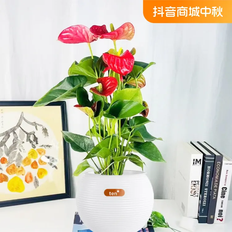 球盆红掌4-6朵水培植物办公室绿植客厅摆饰带花花苞净化空气美观