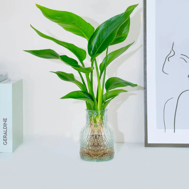 带盆水培天堂鸟办公室植物净化空气桌面盆栽30-40cm四季常青观叶