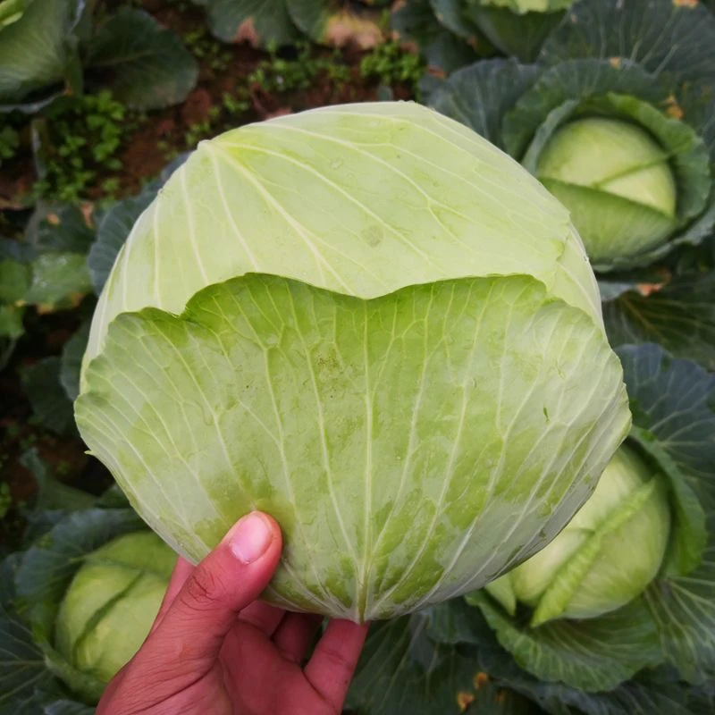 四川莲花白包菜新鲜现摘现发农家蔬菜绿甘蓝卷心菜3斤5斤包邮