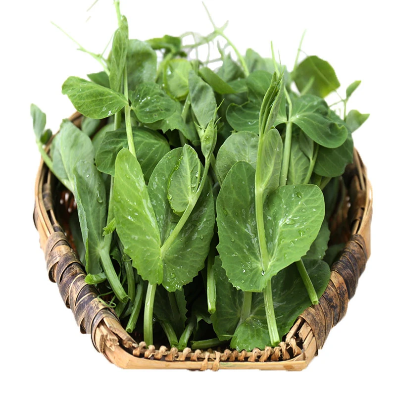 鲜嫩现摘!四川特产豌豆尖当季新鲜蔬菜豌豆苗叶菜时令农家1/2/3斤