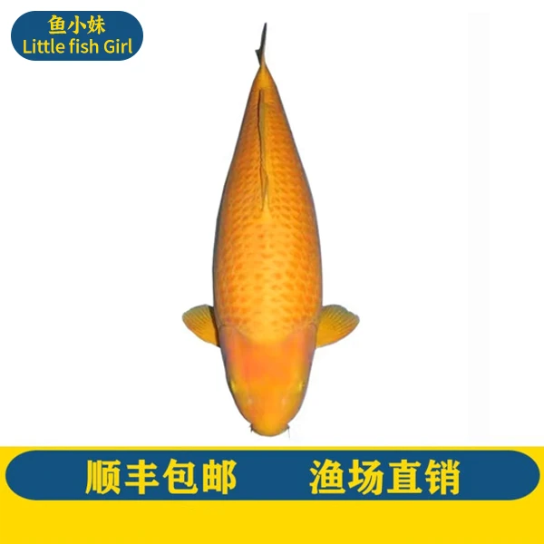 芥子鲤30精品芥子锦鲤淡水冷水观赏鱼包邮包活到家好养耐活