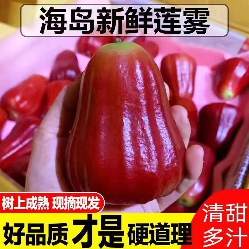 【顺丰包邮】海南三亚鲜果当季黑金刚莲雾2-5斤热带水果礼盒装