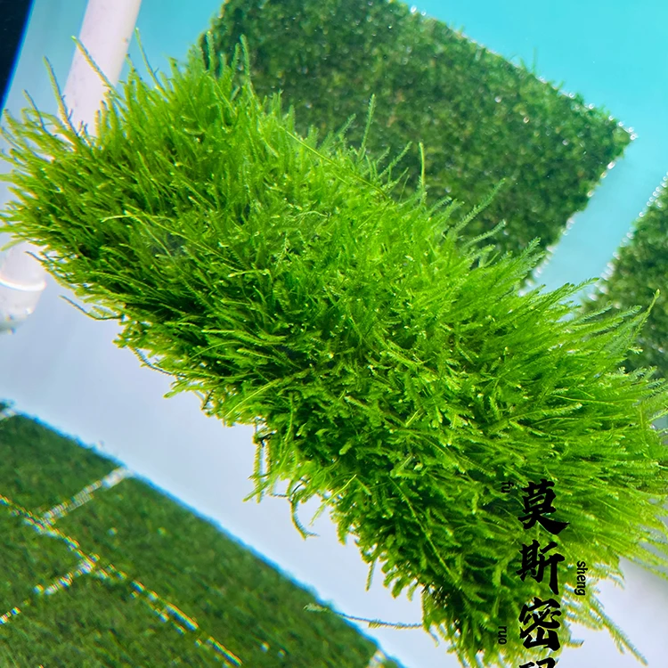 大三角莫斯网片 铺草坪鱼缸造景【尺寸8*18公分】
