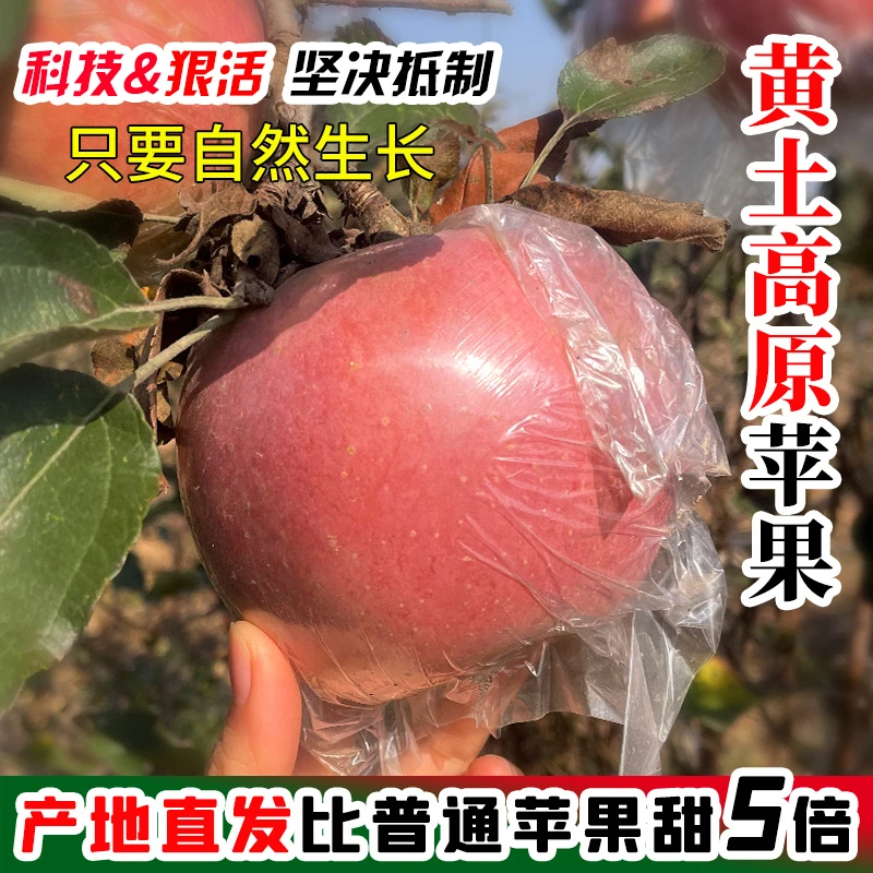 【24小时新鲜采摘】陕西红富士苹果脆甜丑苹果新鲜水果多汁应季