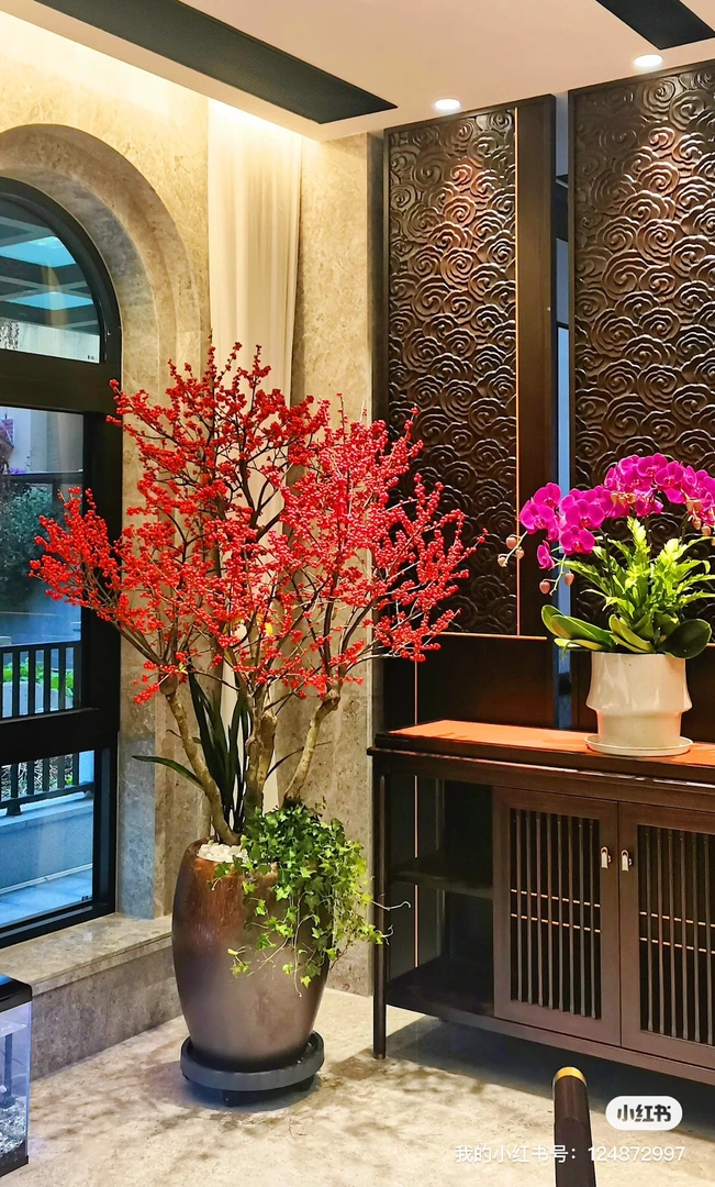 北美冬青赏果盆栽室内喜庆客厅年宵绿植好养耐寒庭院花卉