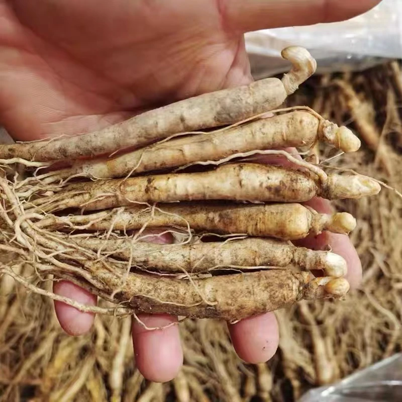 小人参5-8g鲜人参包邮50颗