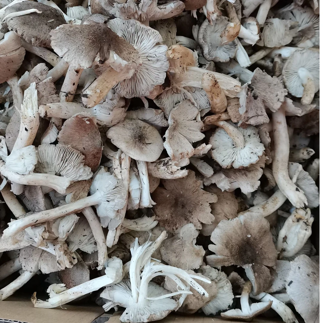 山西特产临汾安泽县优品蘑菇大山生长菌菇鲜嫩珍品250-500克包邮