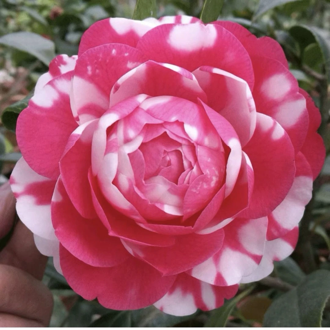 花鹤翎茶花盆栽十大名茶品种复色系列大花型经典花卉绿植阳台客厅