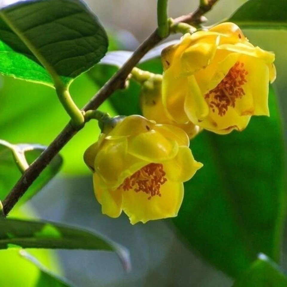 精品金花茶树苗金花茶盆栽阳台花卉茶花盆栽室外茶花树苗冬季开花