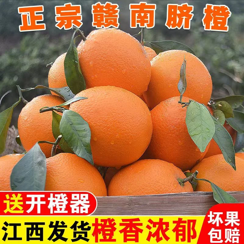 正宗赣南脐橙自家果园自产自销