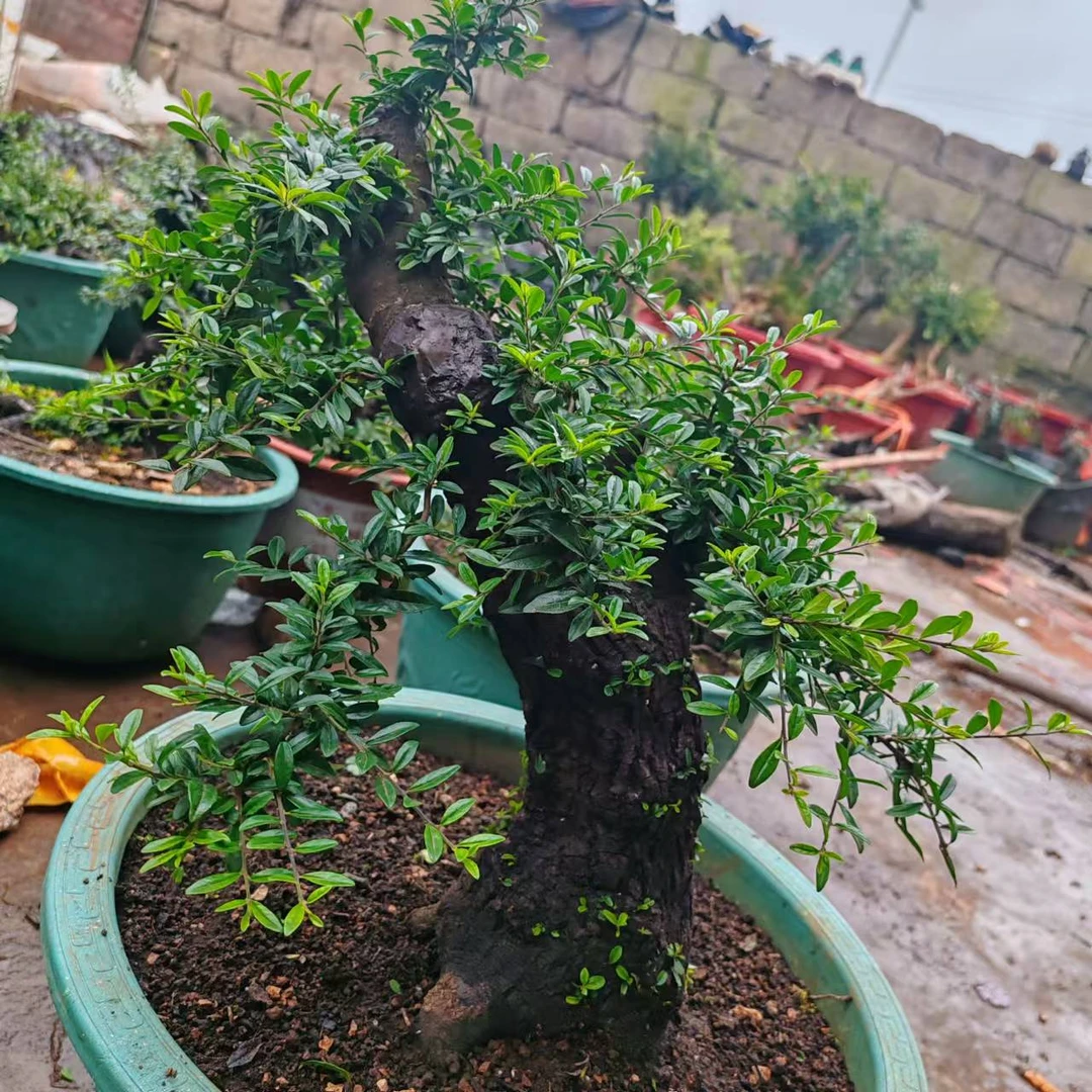 贵州小叶，小黑刺