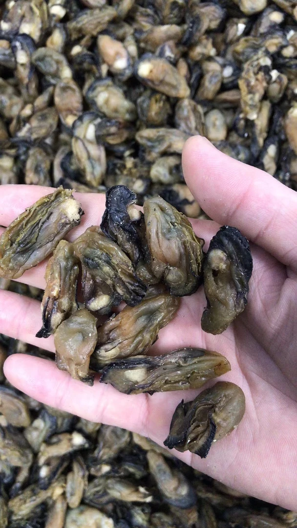 [三妹专线]小号珍珠蚝干 蚝鼓干 渔民自晒