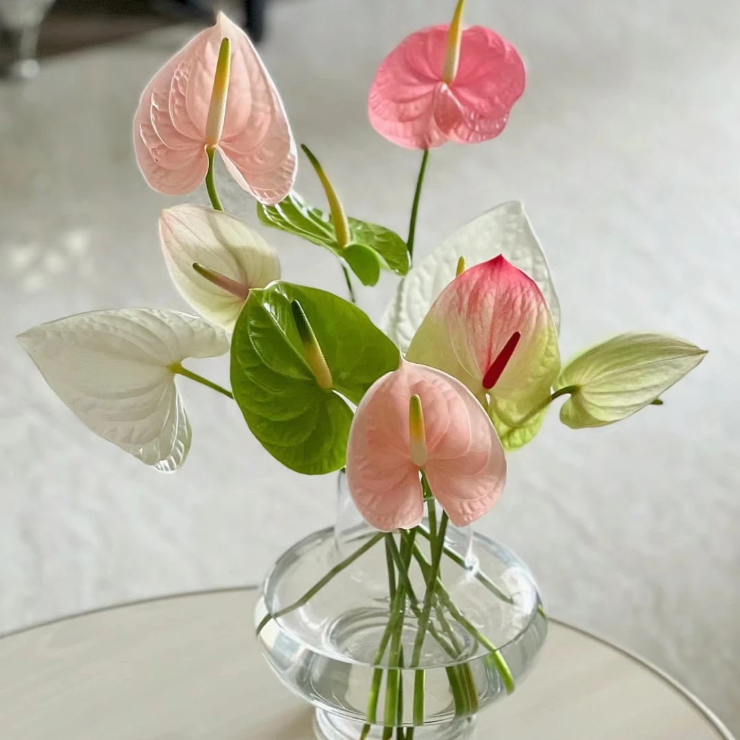 【精品红掌/花烛】中掌切花 混色8支装打底4色（花期长）