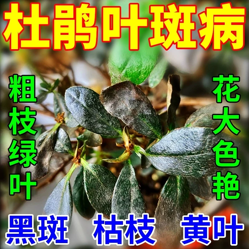 杜鹃花叶斑病专用药黄叶黑斑干尖映山红肥料专用肥喜酸植物营养液