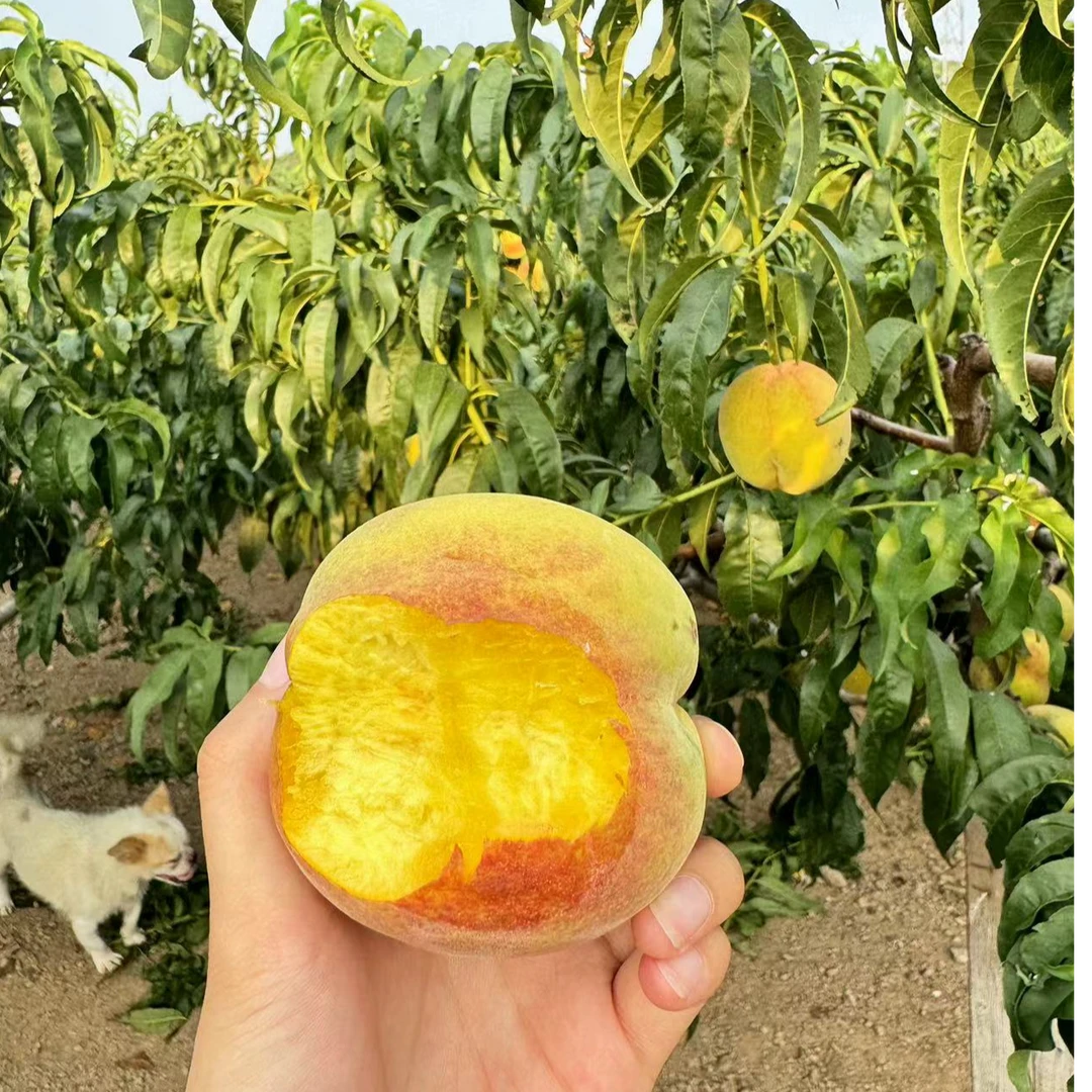 【黄露蜜桃】4.5+斤黄桃农户自种自然生长现摘现发锦绣黄桃应季水果