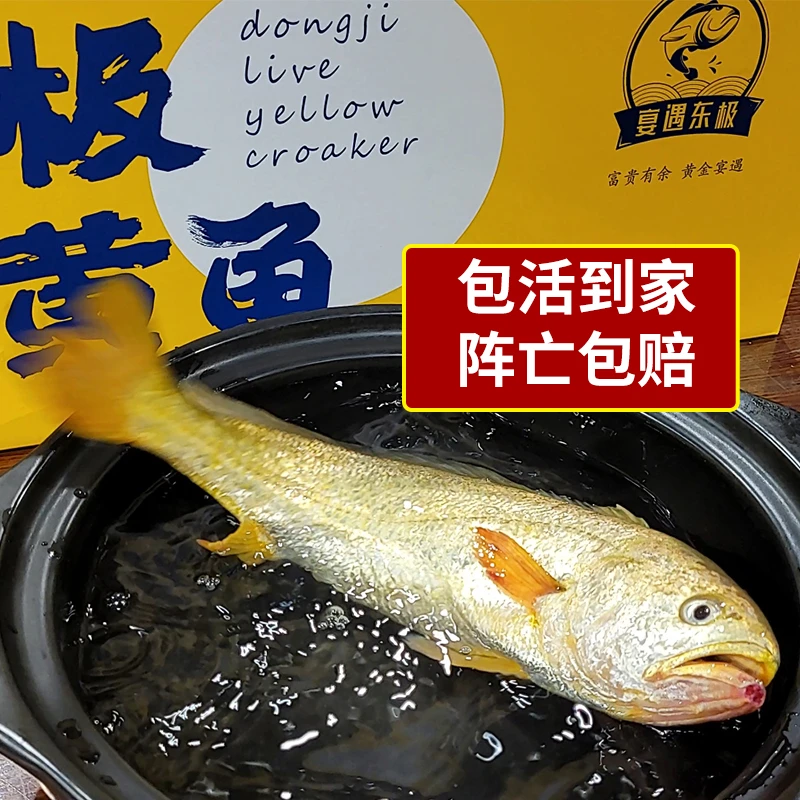 宴遇东极活黄鱼 舟山深海野养大黄鱼500-800g/条  礼盒装江浙沪