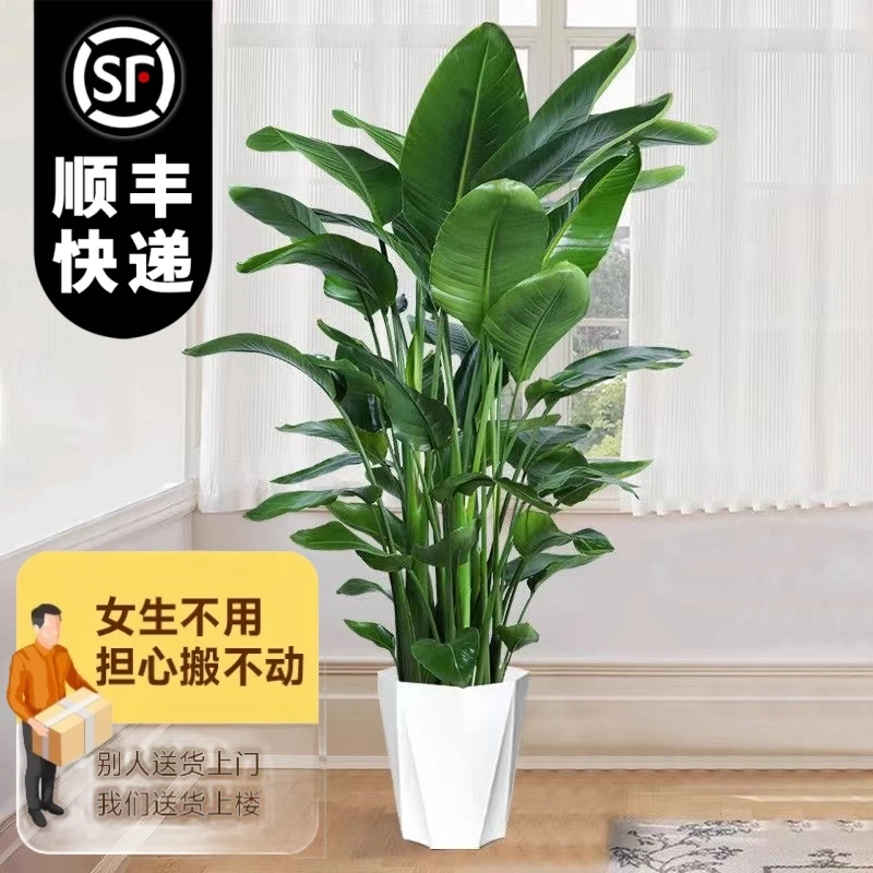 【送货上门】1.4米-1.6米天堂鸟盆栽鹤望兰绿植办公室内花卉除甲醛