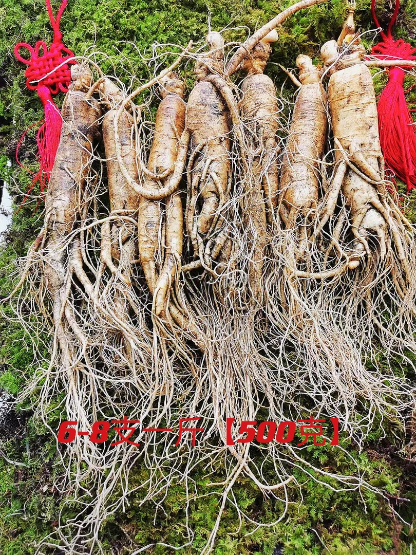 长白山现挖鲜人参 6-8根一斤净重500克 新鲜人参可泡酒煲汤送礼