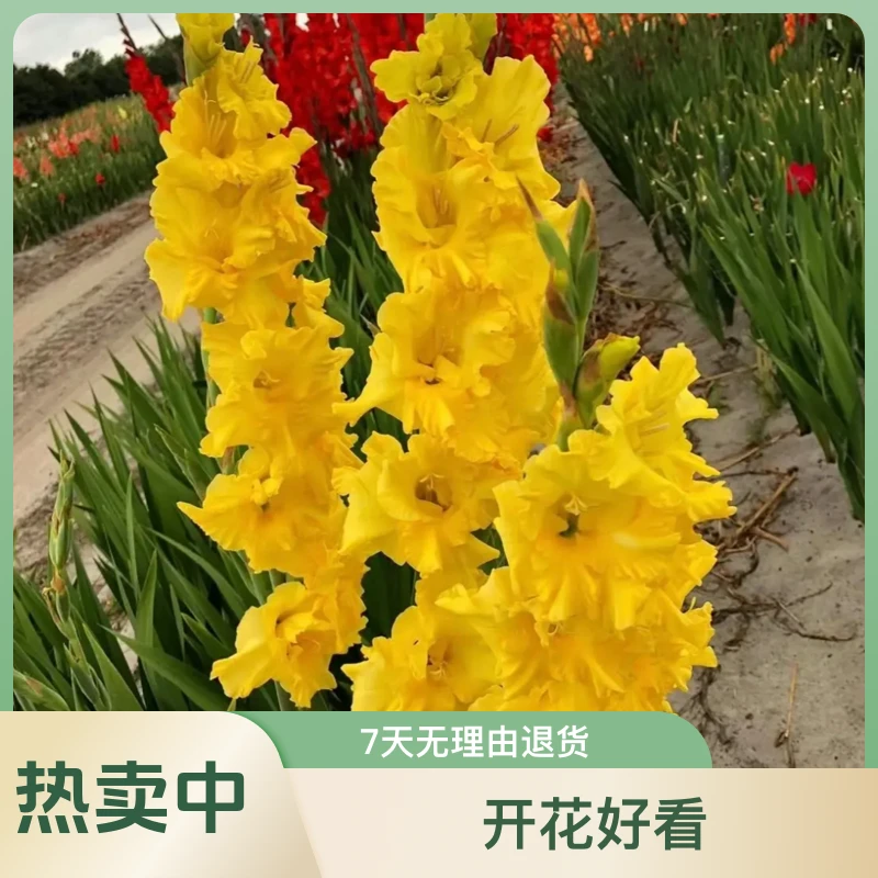剑兰唐菖蒲种球粉色系多年生盆栽地栽开花好看插花观赏大红色