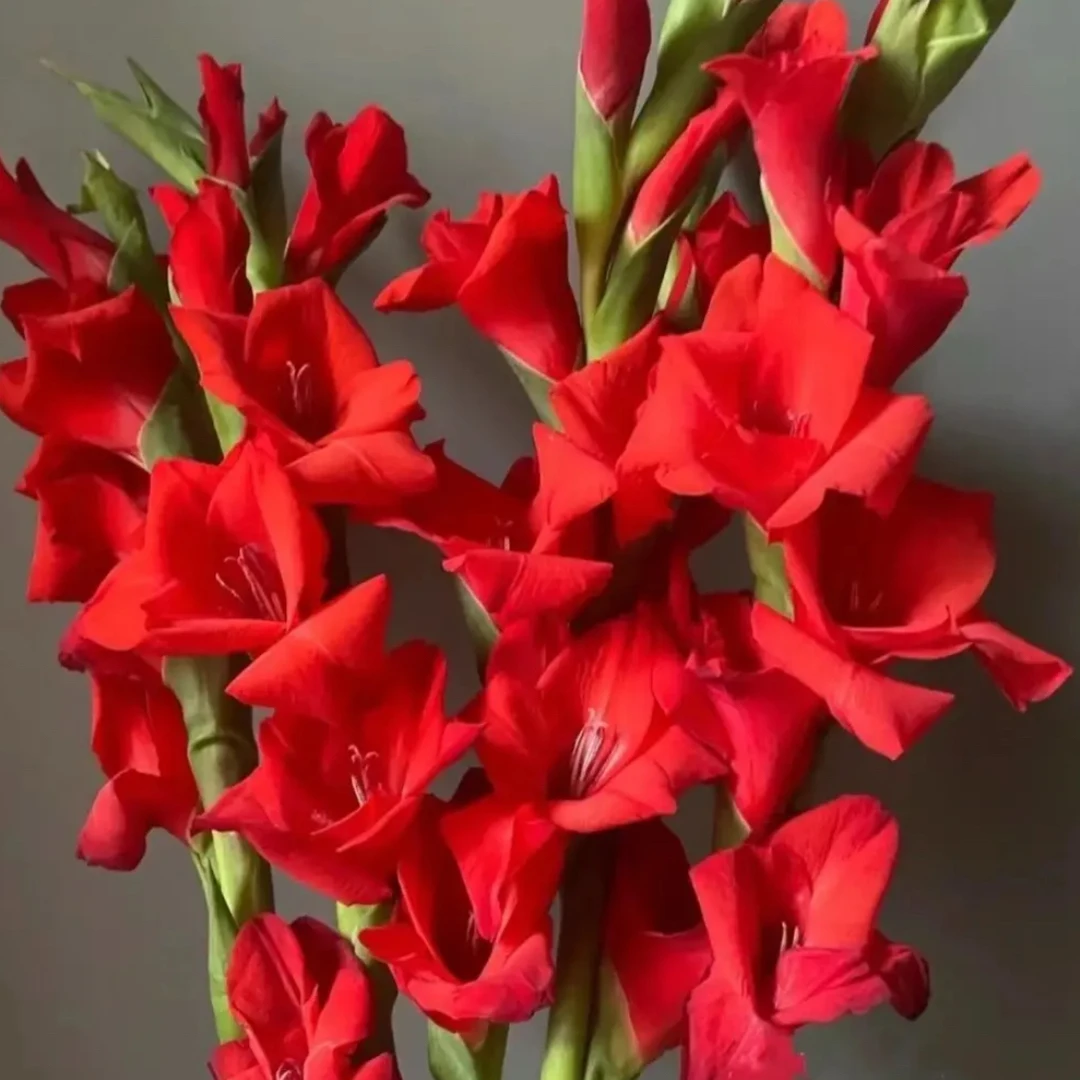 剑兰唐菖蒲大红色种球粉色系进口多年生盆栽地栽