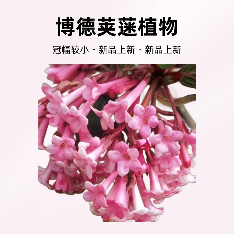 博德兰荚蒾耐寒盆栽