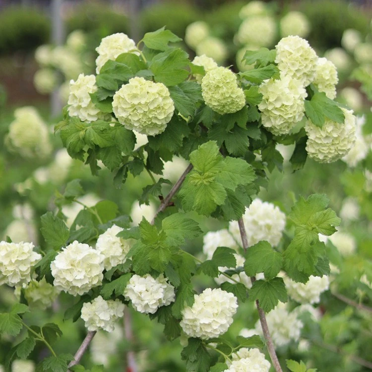 超级大苗欧洲木绣球盆栽苗进口树苗木本树绣球花苗花卉植物庭院