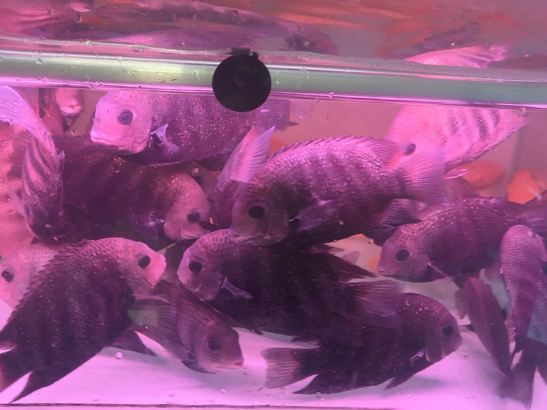 钻石菠萝观赏鱼活体喷点菠萝热带观赏鱼