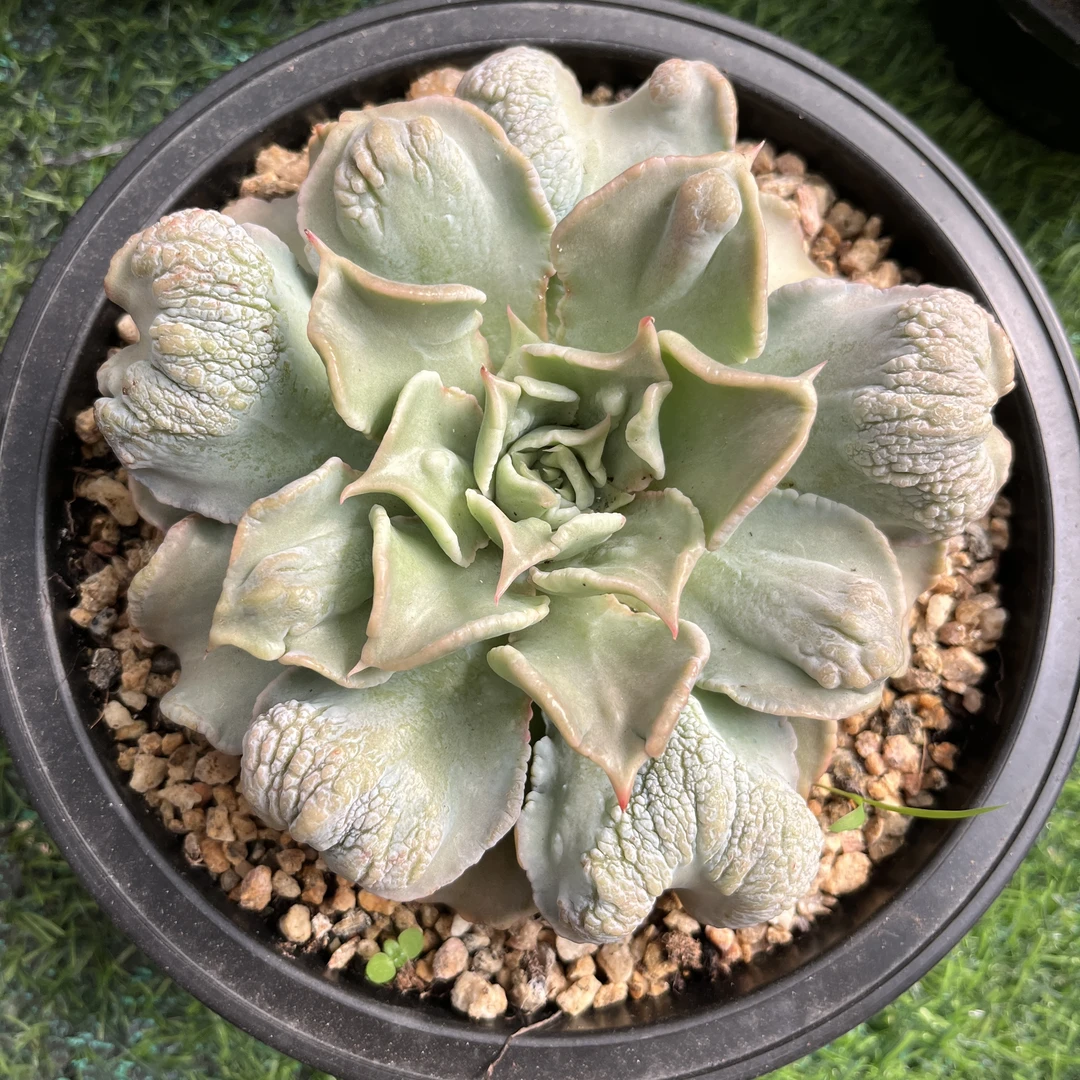 C2 多肉植物 满18元包邮（偏远地区除外）饺子皮（大）